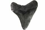 Juvenile Megalodon Tooth - Georgia #151500-1